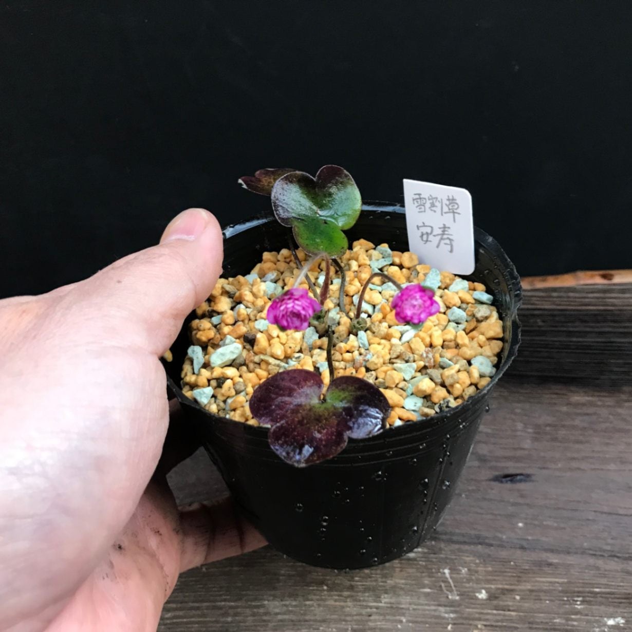 雪割草 安寿 千重咲き 販売通販