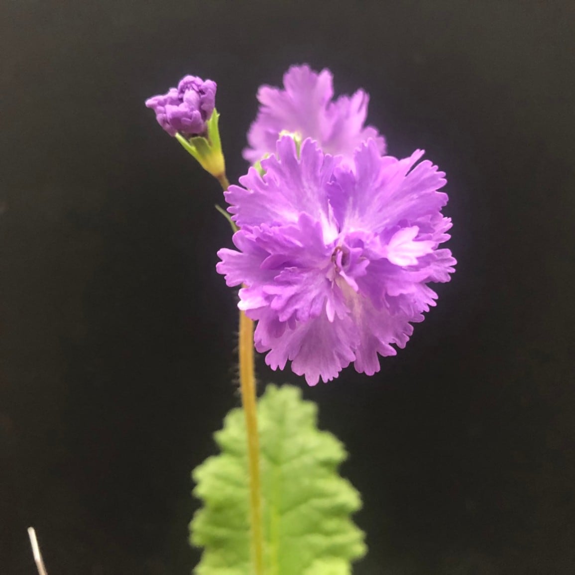 八重咲日本桜草 ニホンサクラソウ 藤獅子販売通販