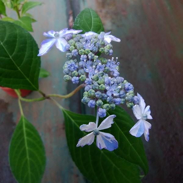 ����� �����۲� ��ޥ�������