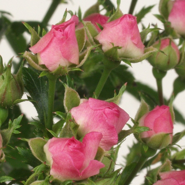 �ĥܥߥХ� �Х���