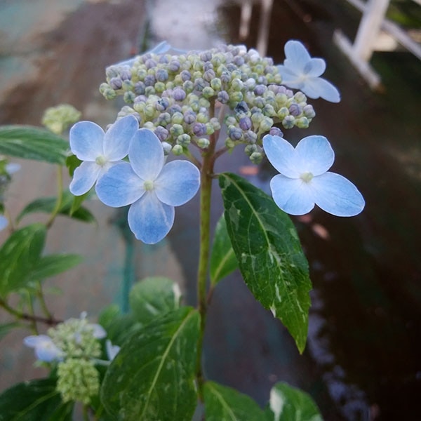 ��ޥ������� ŷ����