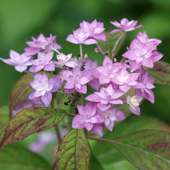 シチダンカ 七段花 ヤマアジサイ 山紫陽花 大株販売通販