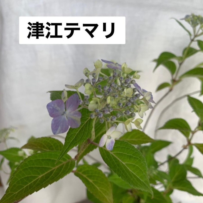 �Ź��ƥޥ���� ��ޥ������� �����۲�