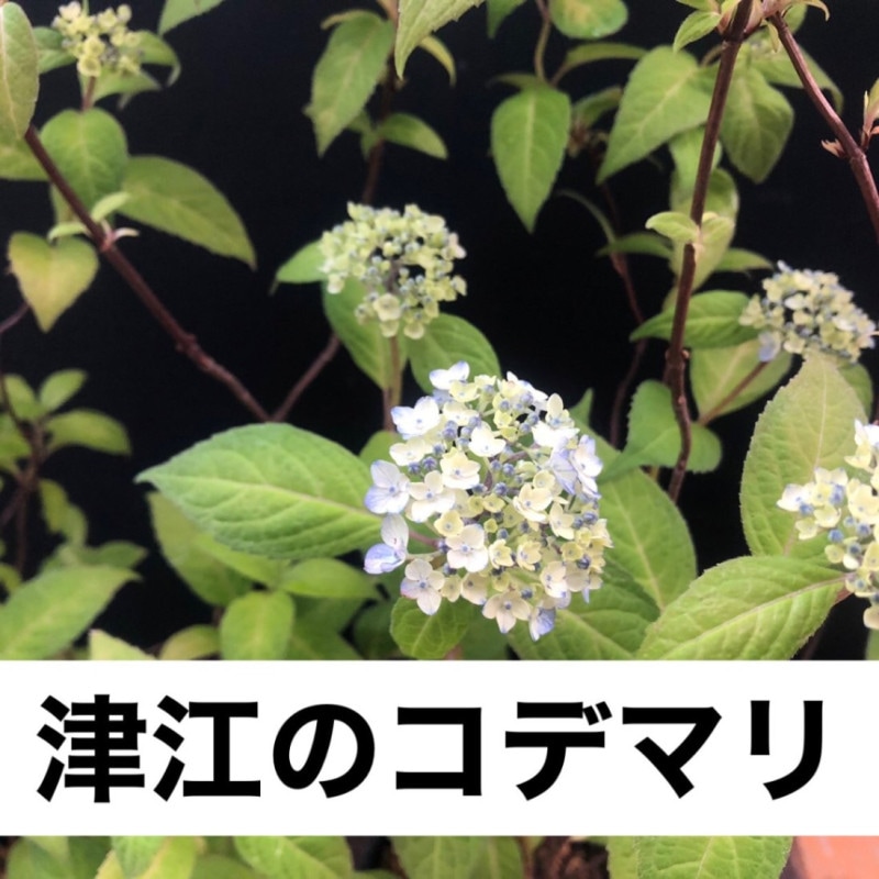 �Ź��Υ��ǥޥ���� ��ޥ������� �����۲�