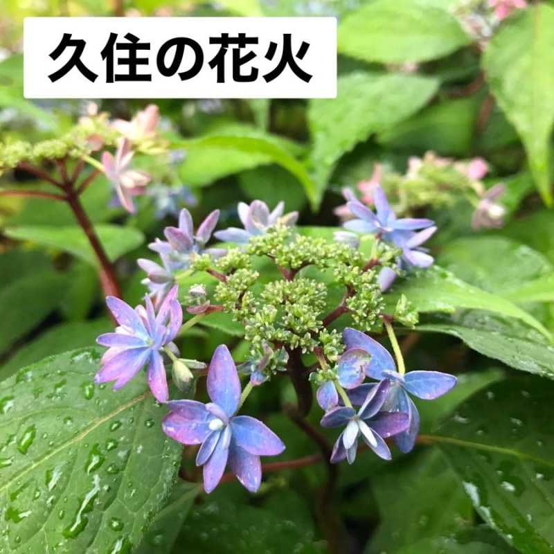 �׽��βֲ� ��ޥ������� �����۲�