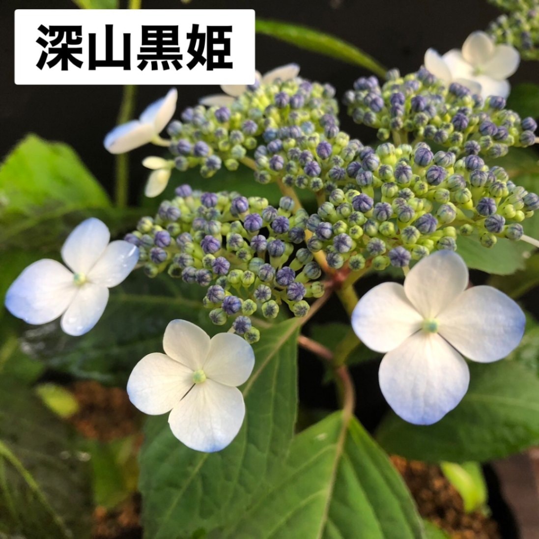 深山黒姫 ヤマアジサイ販売通販