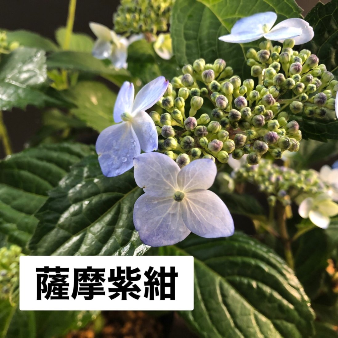 薩摩紫紺 ヤマアジサイ 山紫陽花販売通販