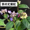 京の丈紫紅 ヤマアジサイ 山紫陽花