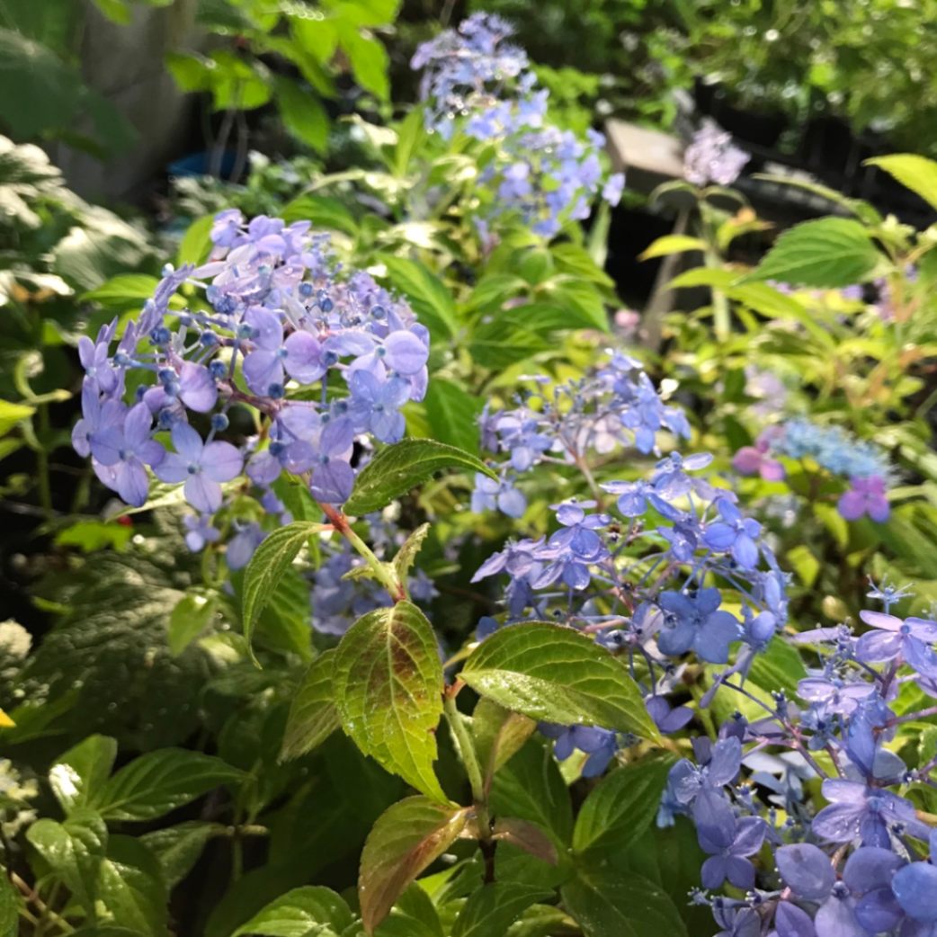 満天星 マンテンボシ 大株ヤマアジサイ販売通販