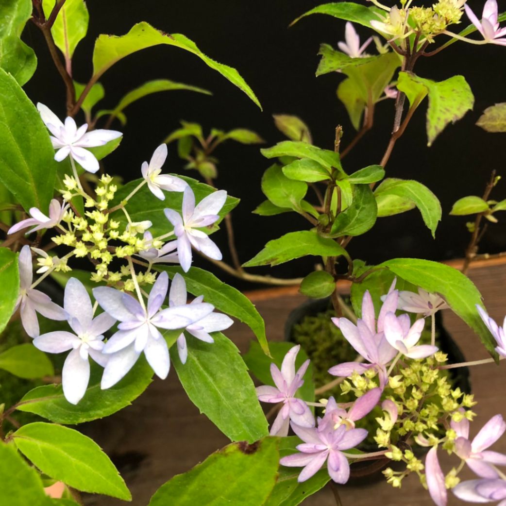山アジサイ ヤマアジサイ 苗 乙女の舞 R8年花芽無し販売通販