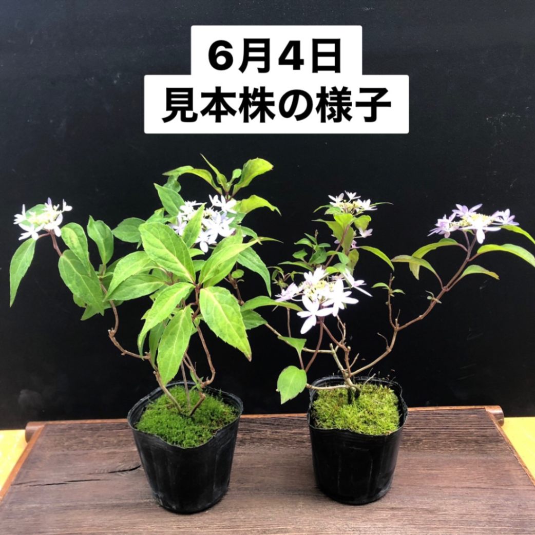 山アジサイ ヤマアジサイ 苗 乙女の舞 R8年花芽無し販売通販