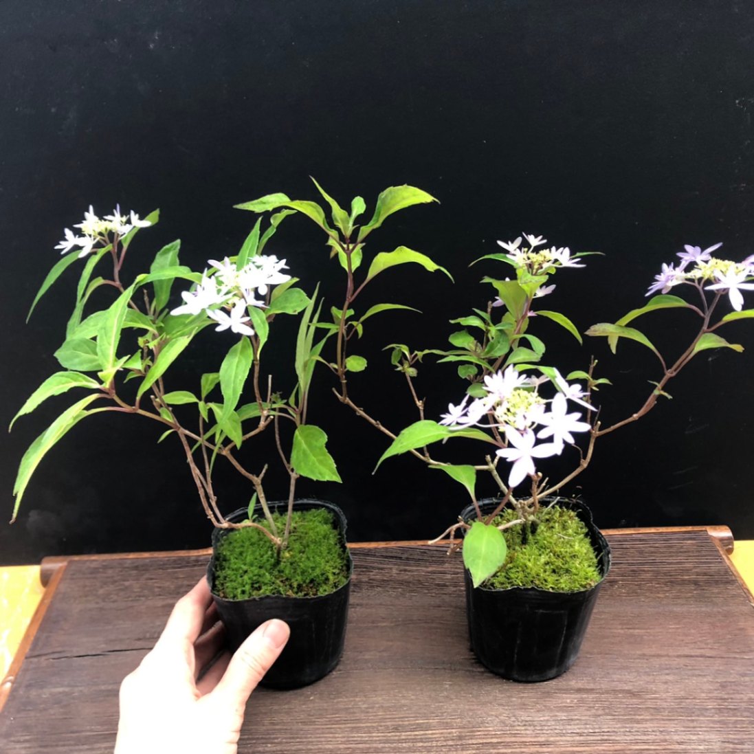 山アジサイ ヤマアジサイ 苗 乙女の舞 R8年花芽無し販売通販