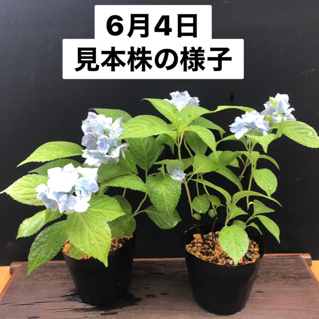 丸山牡丹 マルヤマボタン ヤマアジサイ R8年花芽なし販売通販