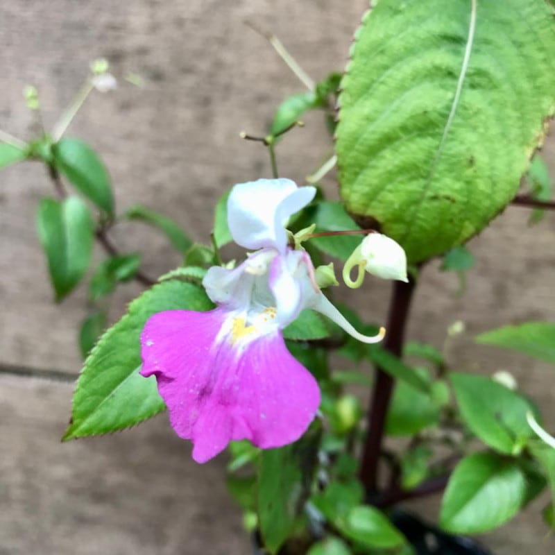 ��ʿ�ĥ�եͥ���