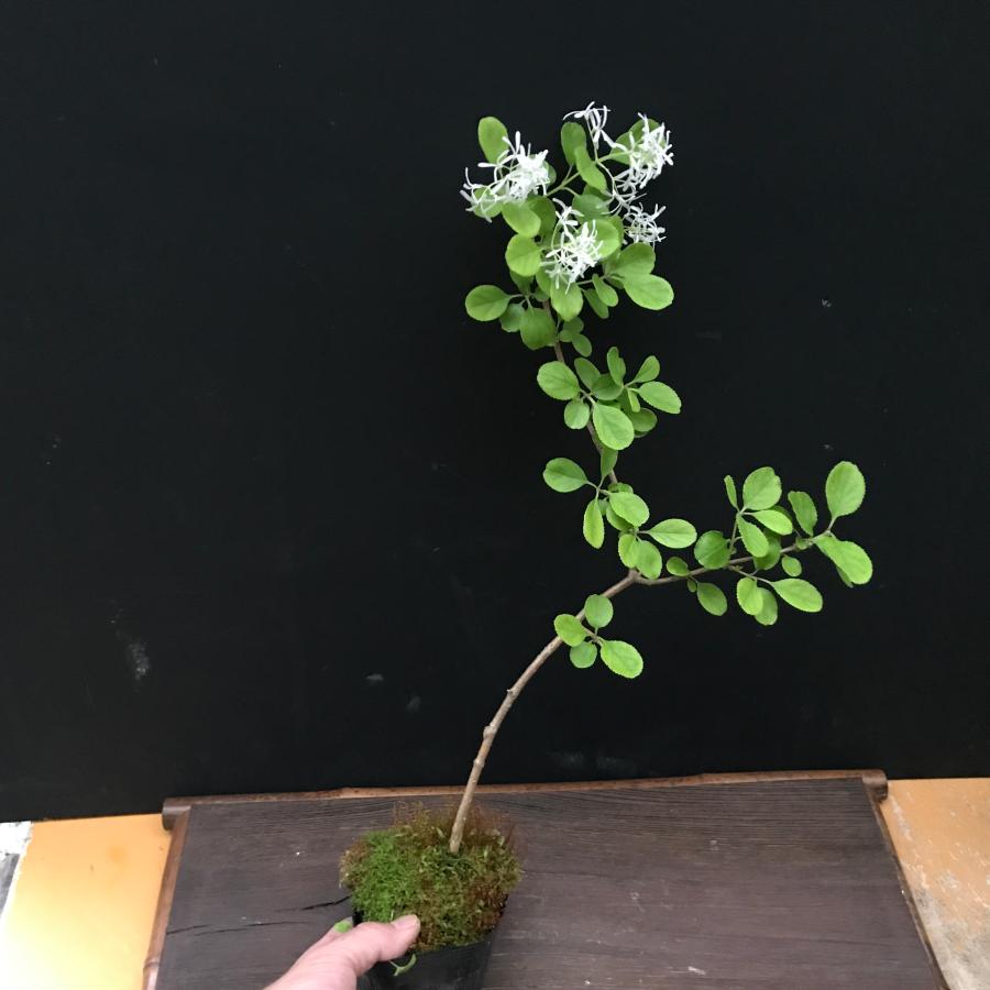 ナンジモンジャ ヒトツバタコ 盆栽 ナンジモンジャ ヒトツバタコ 盆栽 ヒトツバタゴ（別名