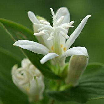 �ۥȥȥ��� ��