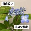 ヤマアジサイ　日向絞り