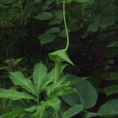 ����ŷ���� �ޥ��ť롡�ޥ�����ƥ�ʥ󥷥祦