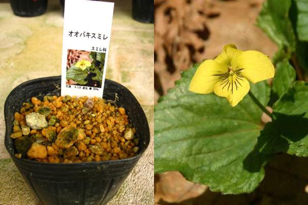オオバキスミレ販売通販