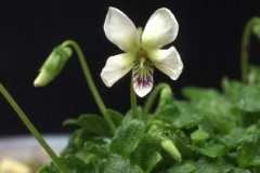 �������ߥ�ʥ��ޥߥ��ߥ��