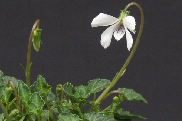 八重山屋久島スミレ（ヤエヤマヤクシマスミレ）販売通販