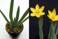 ���異���