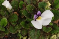 �������ե��������ʥ�����Х���������