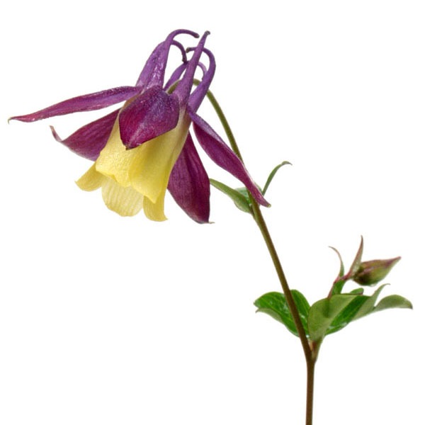 �������󥪥��ޥ�