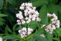 ���Υ�����