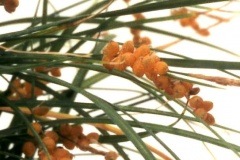 �����ͥ���