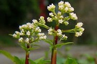 �ĥ륫�Υ�����