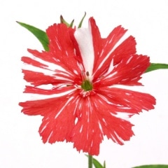 �ʤ꾾�ܥ���Υ�