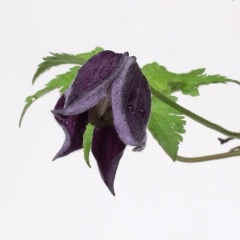 �ߥ�ޥϥ󥷥祦�ť�