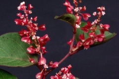 �ᥤ���ĥ���