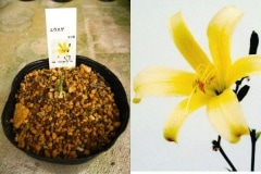 �楦������