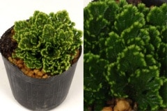 ���ե���(�����ϥ���)