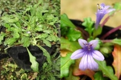 ��ɱ����󥽥��ʥ����ҥᥭ��󥽥���