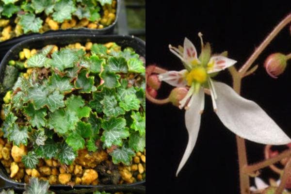 極姫雪ノ下 ゴクヒメユキノシタ 販売通販