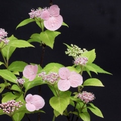 ��ޥ������������ͤη� ���ȥΥĥ�