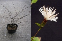 ����ܥ����ʥ�����ܥ�����