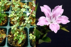 �����֡��ʥ����祦����