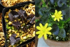 ����ɱ��奦���󥫡��ʥ�饵���Хҥ��奦���󥫡�