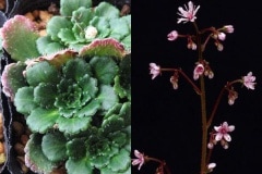 �ձ��𡡡ʥϥ륵�᥽����