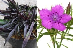 ��ǻ�ʥǥ����ʥ��ʥΥʥǥ�����