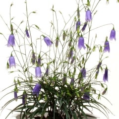 【参考出品】イワシャジン　ノーマル紫花！ 楽天市場】イワシャジン苗 紫花 5号苗(i06) : 千草園芸