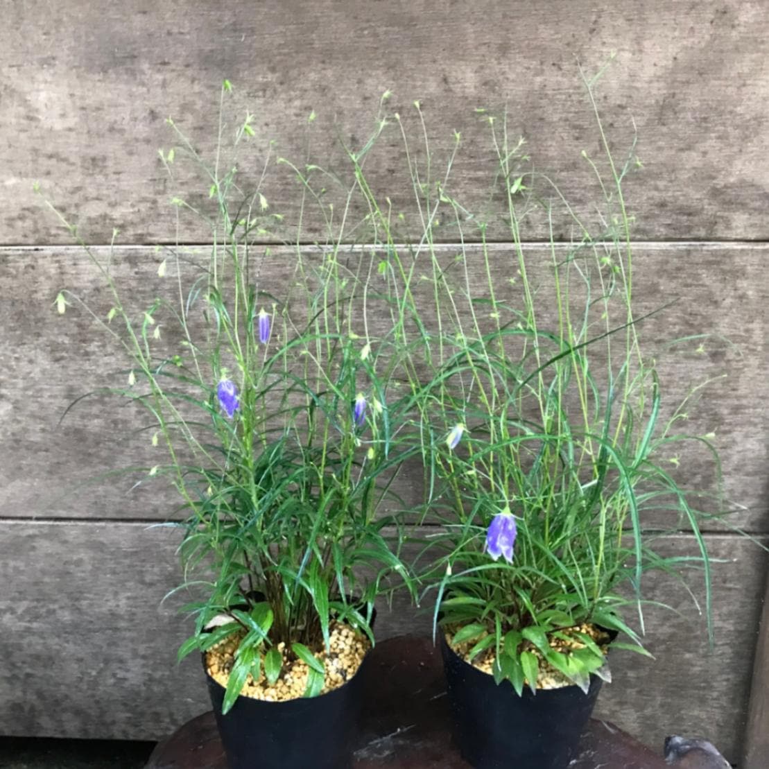 イワシャジン 岩沙参 充実苗 大ポット販売通販