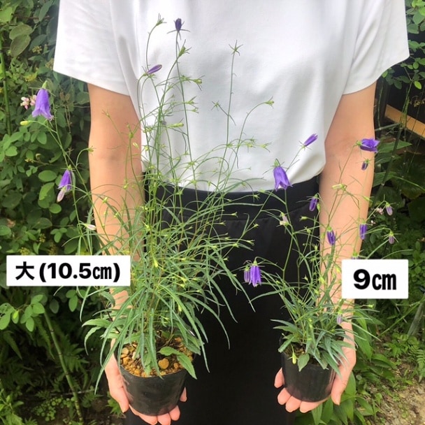 【参考出品】イワシャジン　ノーマル紫花！ 参考出品】イワシャジン ノーマル紫花！ 参考出品】イワシャジン