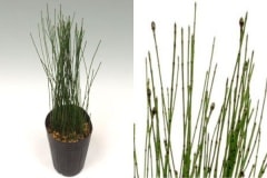 ����ɱ�ȥ���(�����ޥҥ�ȥ�����