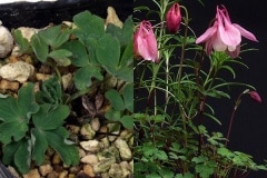 ������ꥪ���ޥ�