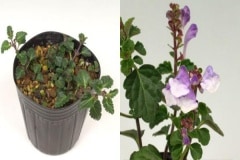 �󿧺饿�ĥʥߥ������󿧺�Ωϲ��